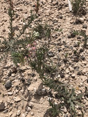 Eupseudomorpha brillians