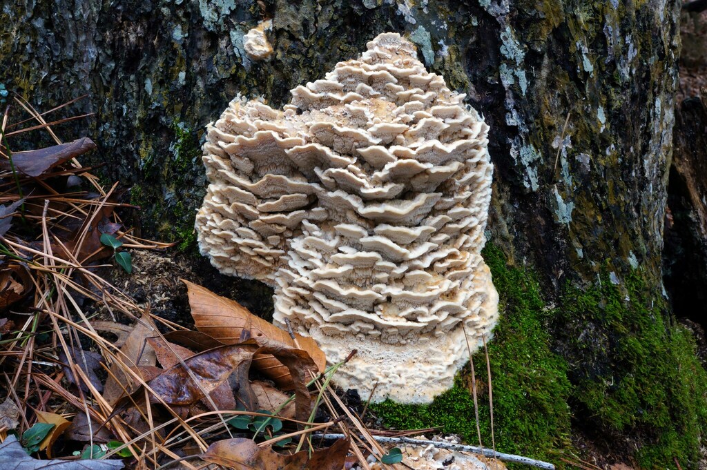 Deer-colored Trametes from First Landing State Park, Virginia Beach, VA ...