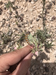 Eupseudomorpha brillians