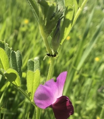 Crematogaster coarctata