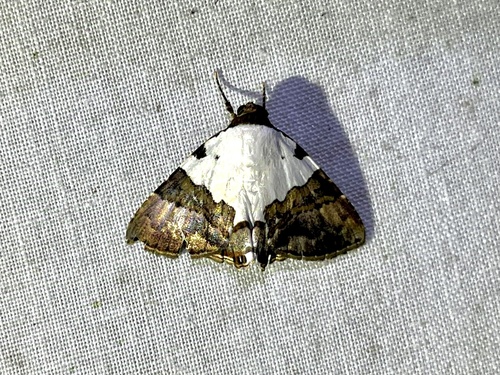 Eulepidotis vincentiata