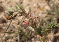 Eupseudomorpha brillians