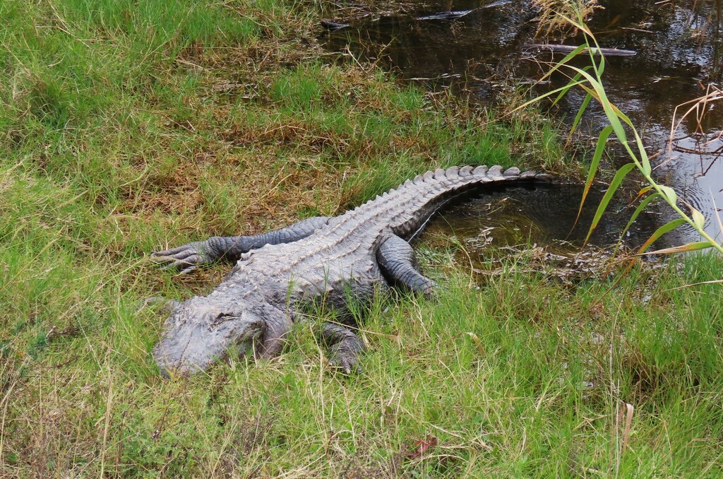 American Alligator From Aransas County TX USA On January 1 2024 At   Large 