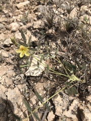 Hoffmannseggia drepanocarpa