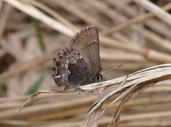 Callophrys mossii