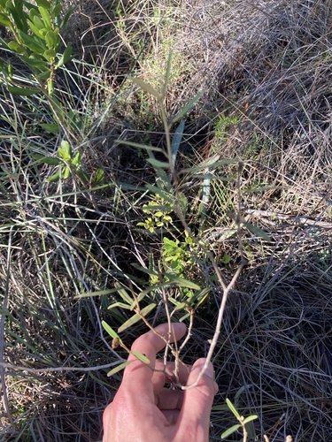 Croton linearis (Croton linearis)