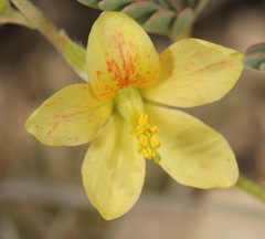 Hoffmannseggia drepanocarpa