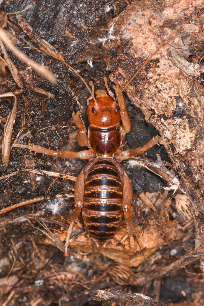 North American Jerusalem Crickets