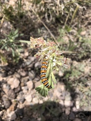 Eupseudomorpha brillians