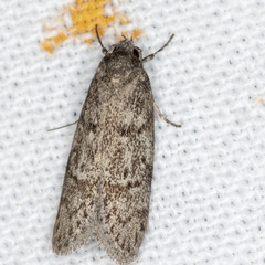 Ericrypsina chorodoxa