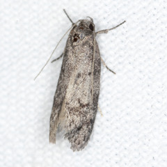 Ericrypsina chorodoxa