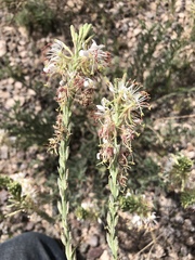 Eupseudomorpha brillians