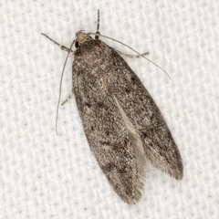 Ericrypsina chorodoxa