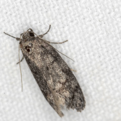 Ericrypsina chorodoxa