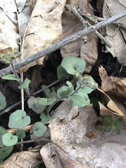 Cardamine douglassii