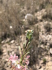 Eupseudomorpha brillians