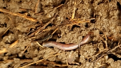 Aporrectodea caliginosa