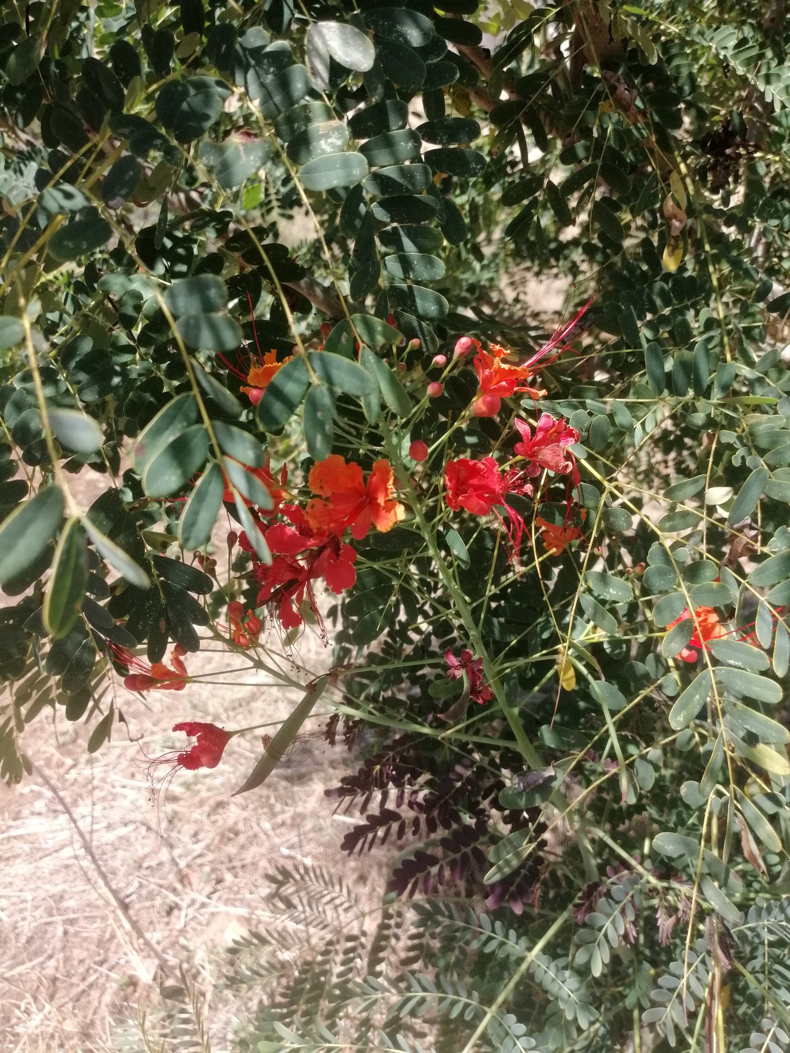 Imagem de Flamboyant-de-jardim
