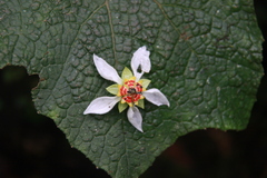 Nasa equatorialis (Nasa aequatoriana)