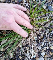 Carex reznicekii