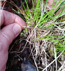 Carex umbellata