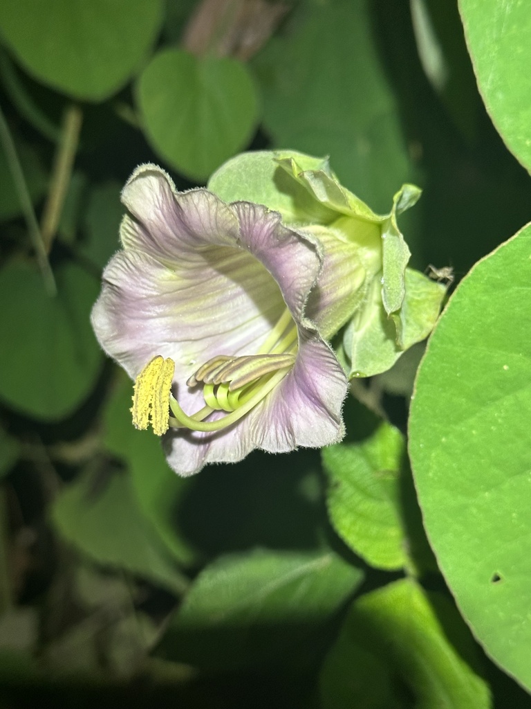 Foto de Sino-de-jardim