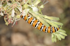 Eupseudomorpha brillians