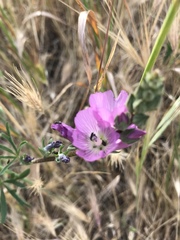 Sidalcea glaucescens