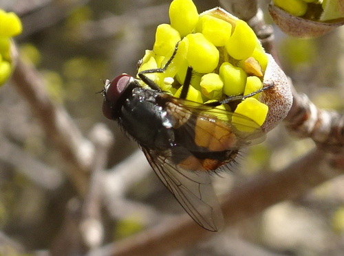 Face fly photo 5