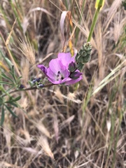 Sidalcea glaucescens