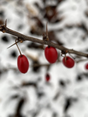Foto de Pimenta-de-jardim