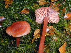 Dicranoloma menziesii