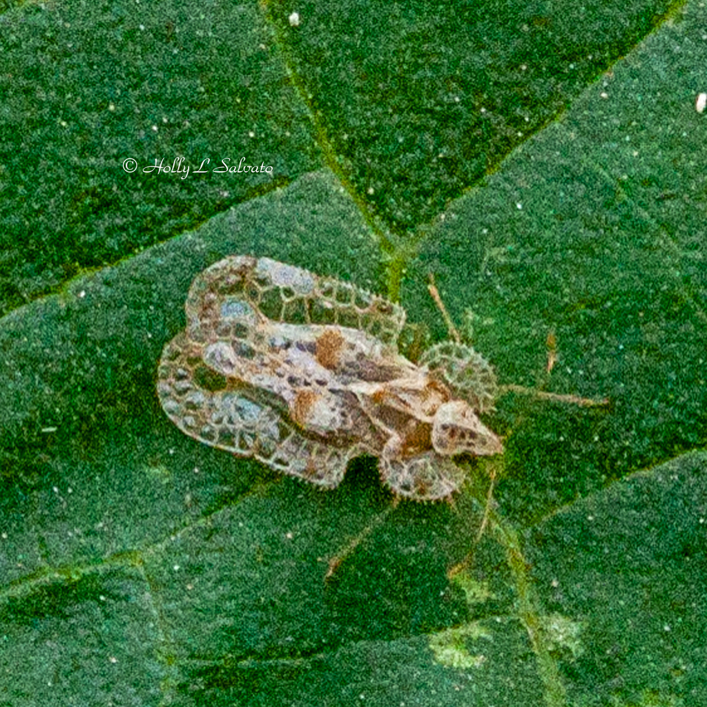 Chrysanthemum Lace Bug from Mission, TX, USA on January 1, 2024 at 0650 PM by Mark + Holly