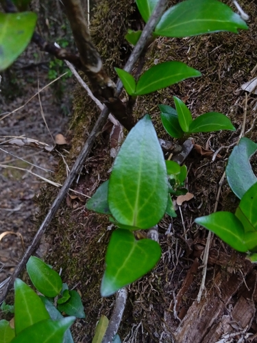 Griselinia racemosa (Griselinia racemosa)