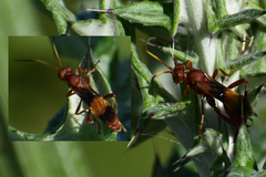Trogomorpha arrogans