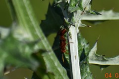 Trogomorpha arrogans