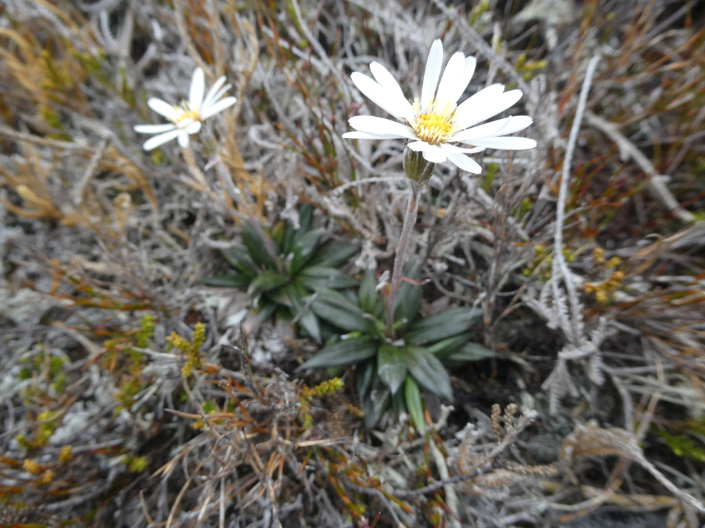 Mountain Daisy from Denniston, New Zealand on November 16, 2023 at 03: ...