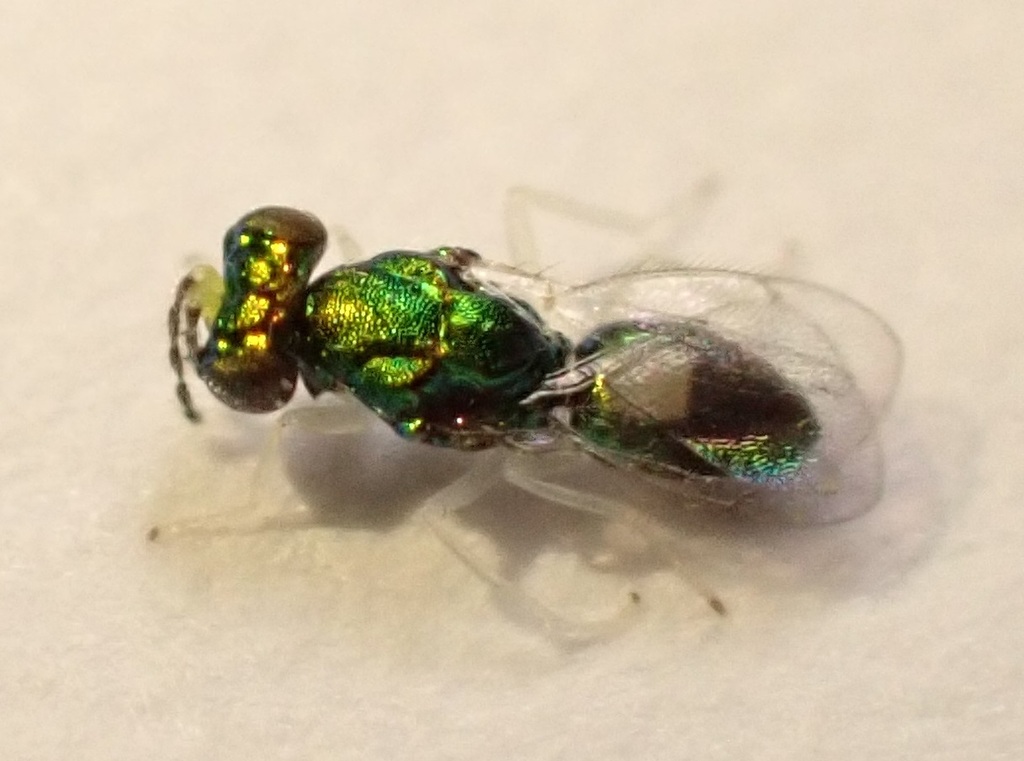Achrysocharoides latreillii