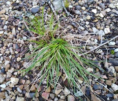 Carex reznicekii