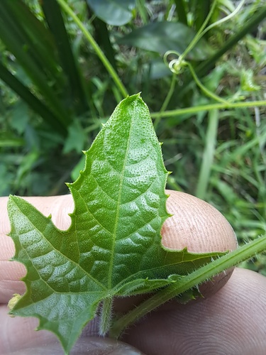 Foto de Taiuíva
