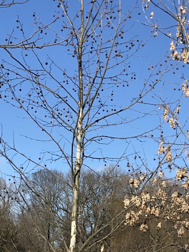 Foto de Plátano