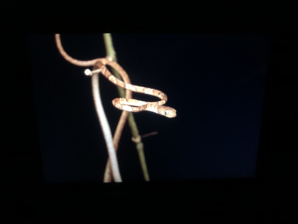 Central American Tree Snake from Santa Rosa National Park, La Cruz