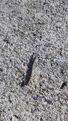 Ethmostigmus rubripes