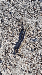 Ethmostigmus rubripes