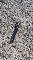 Ethmostigmus rubripes