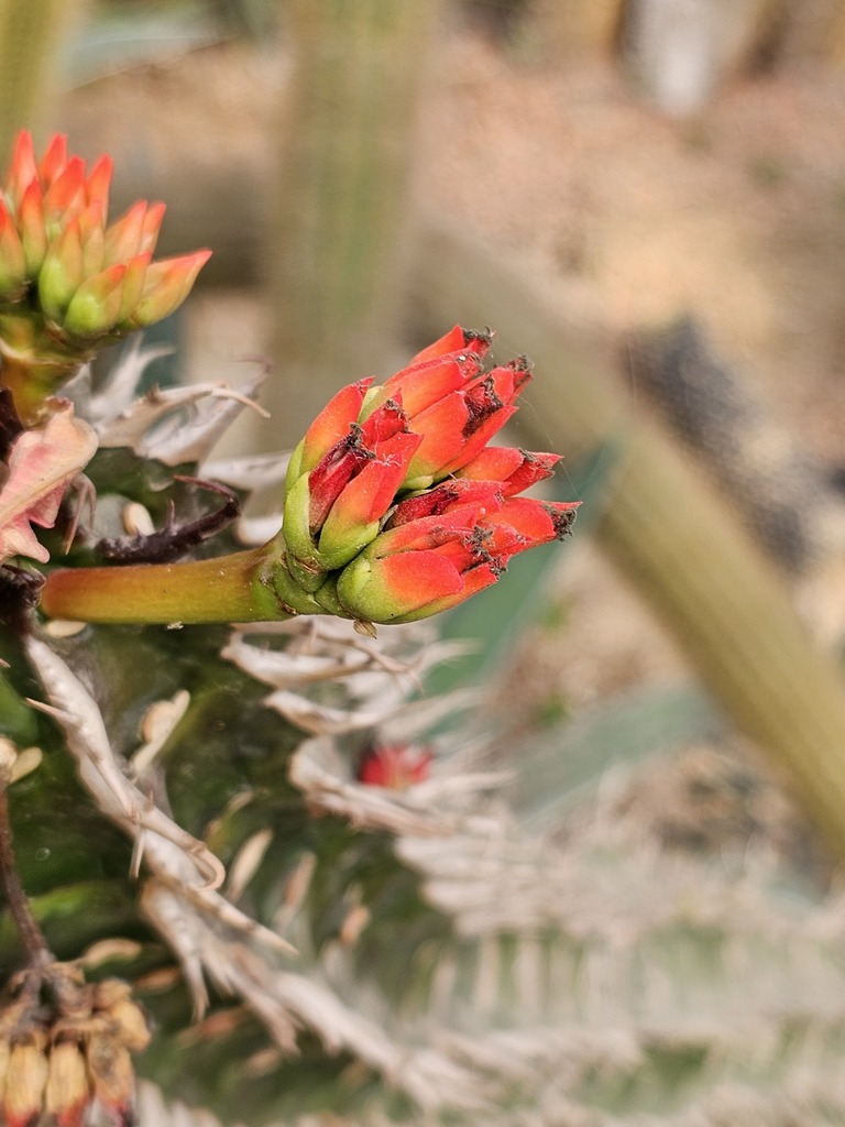 Euphorbia bergeri