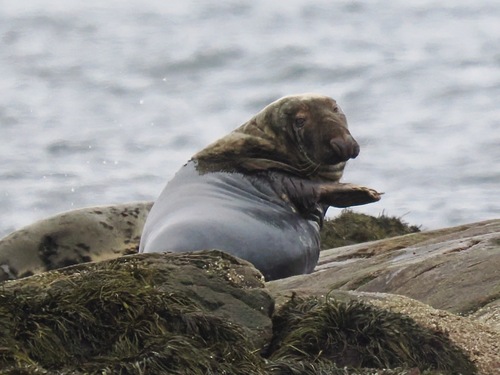 Atlantic Grey Seal photographed in Maine