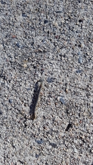 Ethmostigmus rubripes