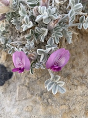 Astragalus phoenix