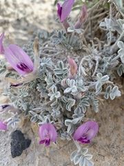Astragalus phoenix